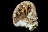 Agatized Fossil Coral Geode - Florida #188142-2